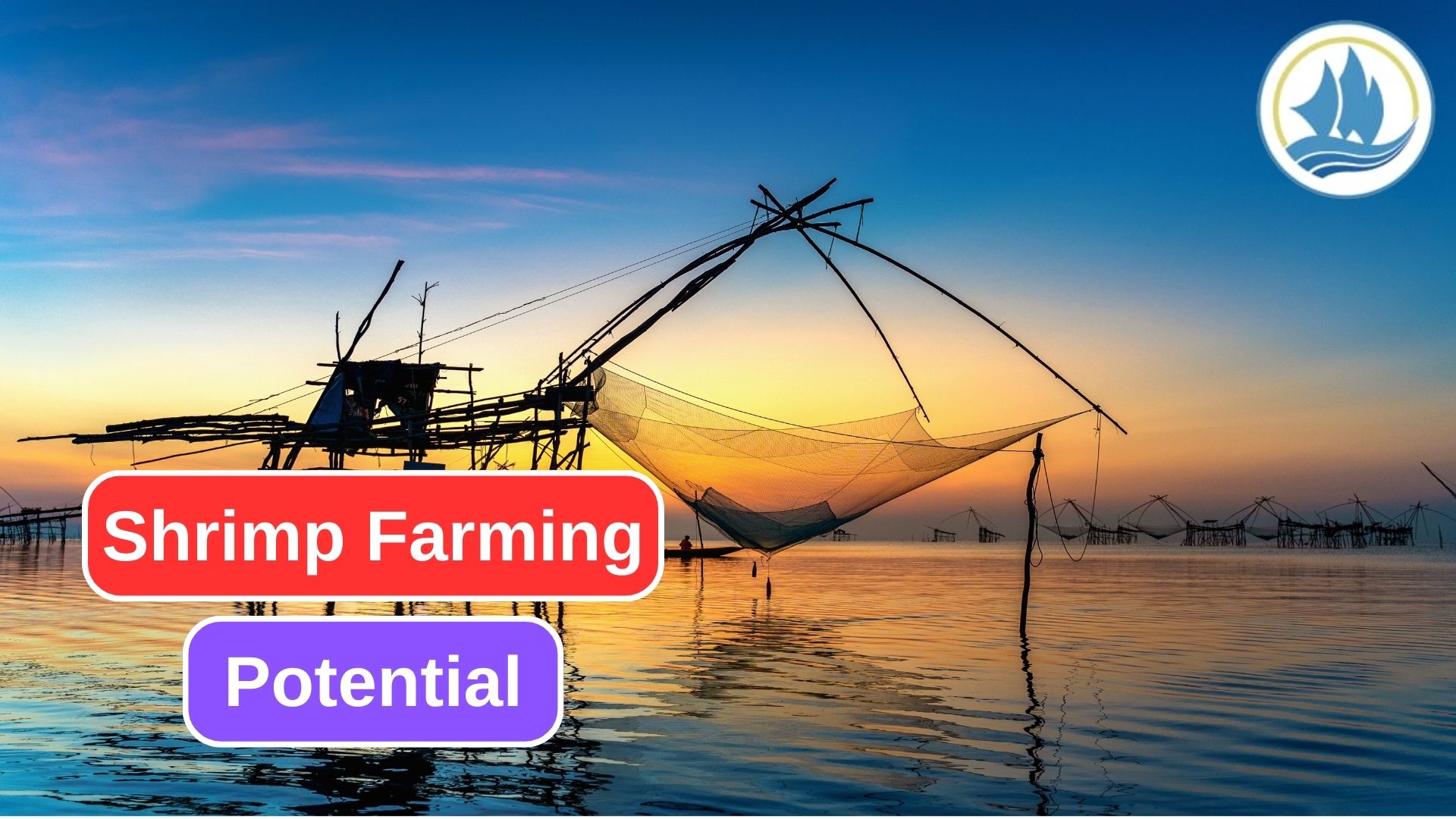 Learn the Opportunities of Shrimp Farming Business